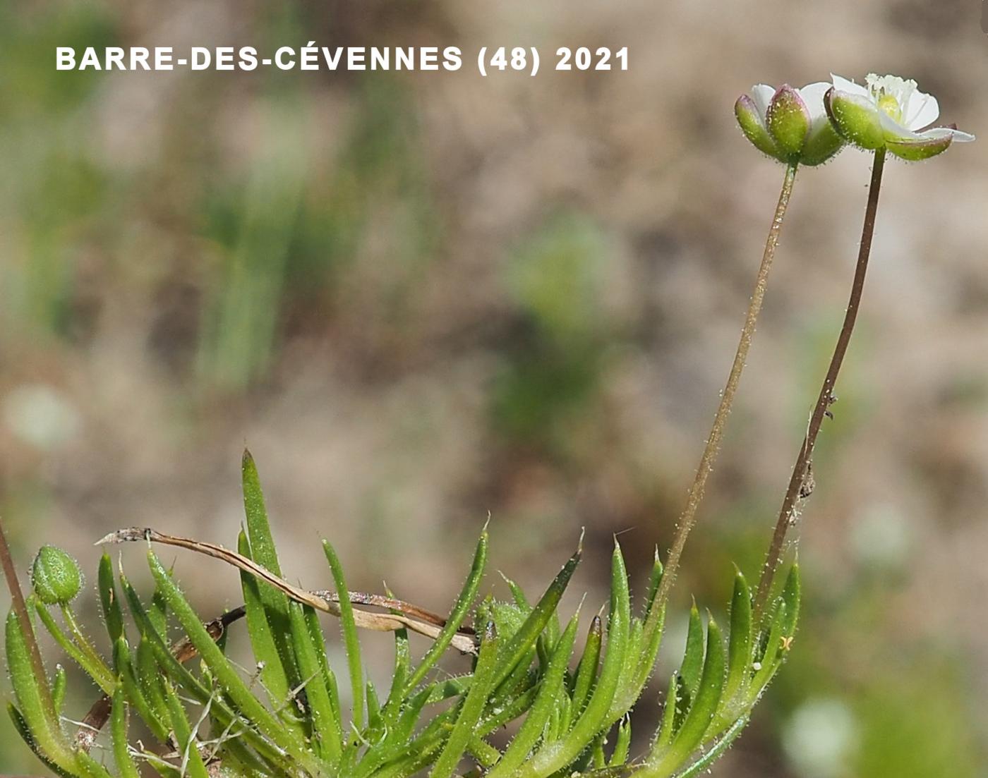 Pearlwort, Heath leaf